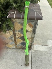 Handmade Neon Green Hiking Stick With Glow In the Dark Star And Green Rope