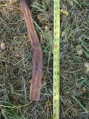 (4 Lot) Sanded Wood Walking Staffs Sticks Gandalf Hiking Trekking 38-41″ Long