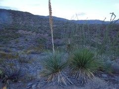 HIKING STICK MADE FROM NM YUCCA PLANT 55″X15.2OZ BANADANA WITH HOLDER INCLUDED