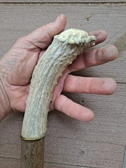 sturdy Natural DOGWOOD 46″ Walking-Stick 3D cut Spiral Deer Antler Burr Handle