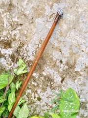 Antique Brass Head Long Handle Victorian Walking Stick Wooden Cane