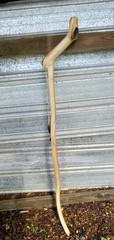 Handmade Rustic Crooked Walking Stick Feathered Staff