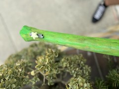 Handmade Neon Green Hiking Stick With Glow In the Dark Star And Green Rope