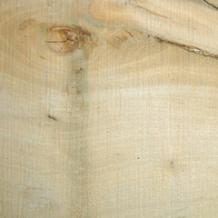 Solid English Holly Cardigan or Llandovery Stick Handle Blank