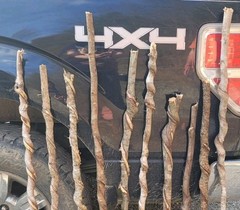🔥BEAUTIFUL! Set of 10 FRESH Cut Vine Twisted Stick with Bark~ Read Description