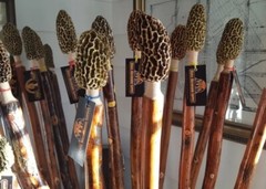 Morel Mushroom Hickory Hiking Stick