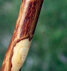 55 In. Hiking Walking Stick Strong Durable Hawthorn Wood Handcrafted in the USA