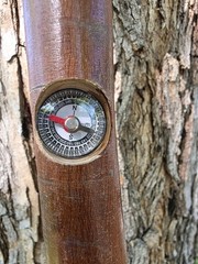 Morel Mushroom Hickory Hand Carved Hiking Stick with Compass