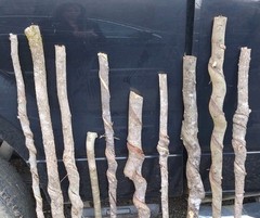 BEAUTIFUL!! Set of 10 FRESH Cut Vine Twisted Stick with Bark~ Read Description