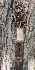 Morel Mushroom Hickory Hiking Stick with Compass
