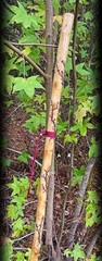 60” WALKING Stick ~Crepe Myrtle~Fractal Burned Handmade & Finished 🇺🇸