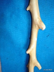 handcrafted WALKING/HIKING STICK spiky apple w/leather Deer Antler Burr Handle