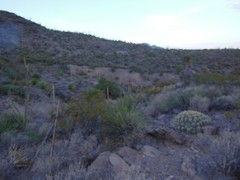 HIKING/WALKING/TREKING STICK MADE FROM NM YUCCA PLANT 48″ tall only 8.2 OZ