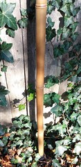 Bamboo Staff – 62″ – Walking Hiking Trekking Stick – Paracord Grip & Strap – #20