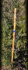 64” Sweetgum FRACTAL LICHTENBERG Walking HIKING Stick Handmade & Finished 🇺🇸