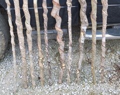 BEAUTIFUL!! Set of 10 FRESH Cut Vine Twisted Stick with Bark~ Read Description