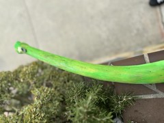 Handmade Neon Green Hiking Stick With Glow In the Dark Star And Green Rope