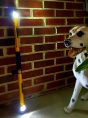 #MyGoStick 30″ for Neighborhood Walkers Walking Stick Staff Baton Lights
