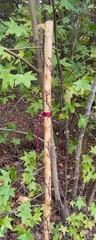60” WALKING Stick ~Crepe Myrtle~Fractal Burned Handmade & Finished 🇺🇸