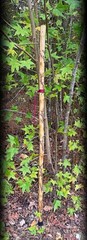 60” WALKING Stick ~Crepe Myrtle~Fractal Burned Handmade & Finished 🇺🇸