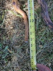 (4 Lot) Sanded Wood Walking Staffs Sticks Gandalf Hiking Trekking 38-41″ Long