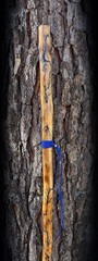 64” Sweetgum FRACTAL LICHTENBERG Walking HIKING Stick Handmade & Finished 🇺🇸