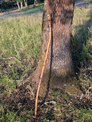 Handmade Animal Staff