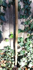 Bamboo Staff – 58″ – Walking Hiking Trekking Stick – Paracord Grip & Strap – #15