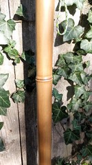 Bamboo Staff – 62″ – Walking Hiking Trekking Stick – Paracord Grip & Strap – #20