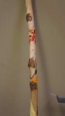 36″ DECORATIVE WOOD WALKING STICK OR CANE-USE OR DECORATION NOT COLLAPSIBLE