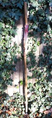 Bamboo Staff – 58″ – Walking Hiking Trekking Stick – Paracord Grip & Strap – #15