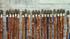 Morel Mushroom Hickory Hiking Stick