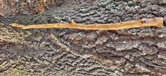 wooden hand made walking stick