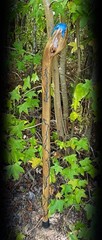 Walking Stick Fractal Lichtenberg With Epoxy Burl Top Handmade & Finished