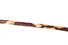 Hiking Stick 55 Inches Hardwood with Hand Strap Rubber Tip Waterproof Coating