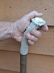 sturdy Natural DOGWOOD 46″ Walking-Stick 3D cut Spiral Deer Antler Burr Handle