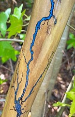 Walking Stick Fractal Lichtenberg With Epoxy Burl Top Handmade & Finished