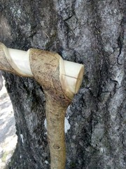 Handmade Snake/Python Cane Solid One Piece Walking Stick