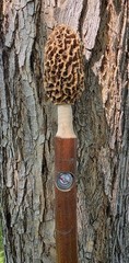 Morel Mushroom Hickory Hand Carved Hiking Stick with Compass