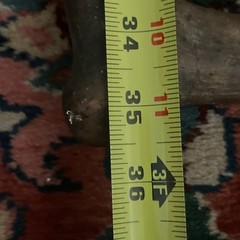 Hand Carved Natural Wood Hiking Walking Stick Cane Great Handle 35 1/2”(or Less)