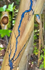 Walking Stick Fractal Lichtenberg With Epoxy Burl Top Handmade & Finished