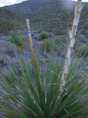 HIKING/WALKING/TREKING STICK MADE FROM NM YUCCA PLANT 52″ tall only 10. 5OZ