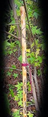 60” WALKING Stick ~Crepe Myrtle~Fractal Burned Handmade & Finished 🇺🇸