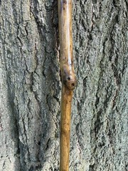 Walking Stick With Whistle And Compass That Unscrews Into Three Pieces