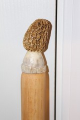 Custom Made Pecan Wood Walking Hiking Stick with Carved Antler Morel Topper