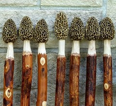 Morel Mushroom Hiking Stick lot of 2
