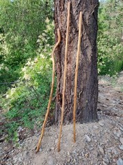 Seasoned Elderberry walking sticks for hiking Stronger then hardwood