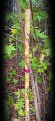 60” WALKING Stick ~Crepe Myrtle~Fractal Burned Handmade & Finished 🇺🇸