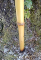 Bamboo Walking Stick Staff Hand Wrap Fire Cured Deer Antler Lanyard