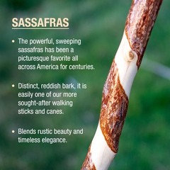 Twisted Sassafras Walking Stick Handcrafted Wooden Hiking Staff USA Made 48 Inch